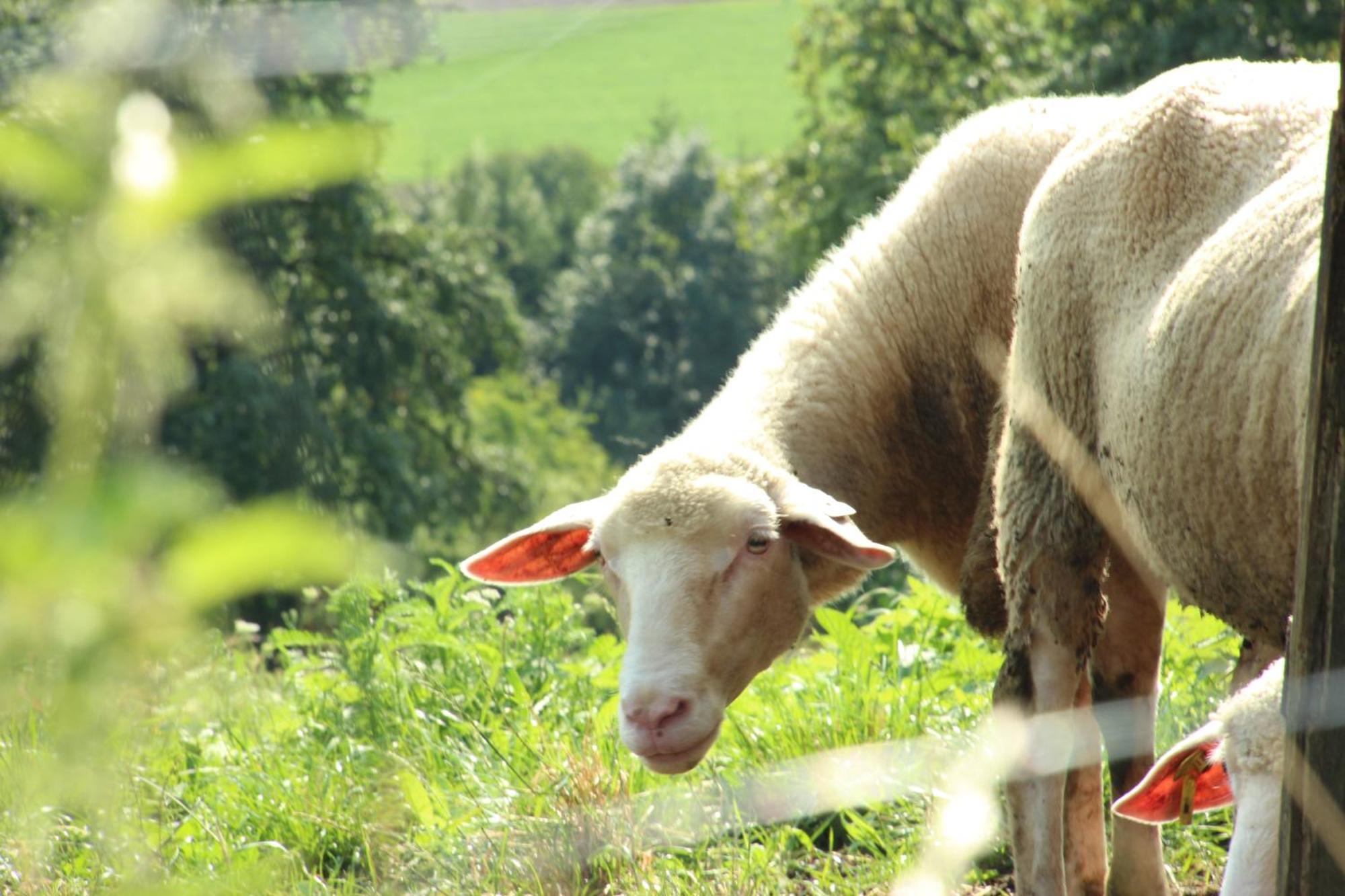 Landvilla Pia Attendorf Zewnętrze zdjęcie